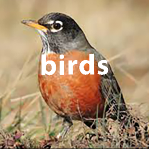 birds