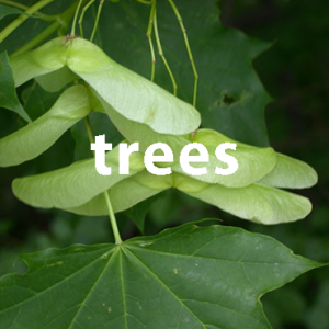 trees